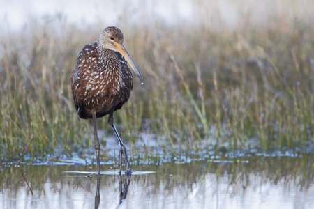 Limpkin (Aramus guarauna) standing in marsh, Cypress Lake, Florida, USAの写真素材