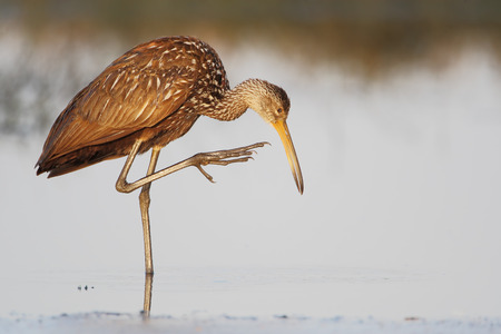Limpkin (Aramus guarauna) standing in marsh, Cypress Lake, Florida, USAの写真素材