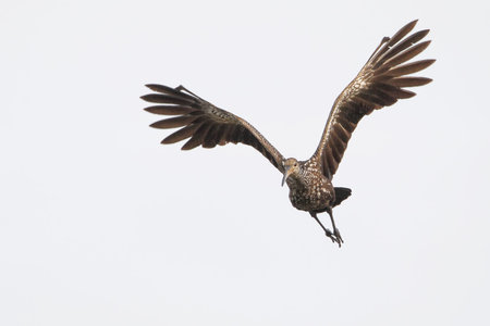 Limpkin (Aramus guarauna) flying, Cypress Lake, Florida, USA