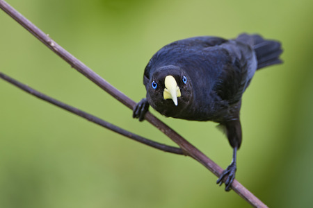 Red-rumped cacique (Cacicus haemorrhous) on branch, Itanhaem, Brazilの写真素材