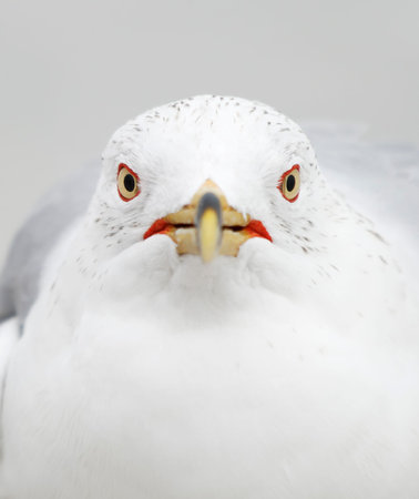 Ring-billed Gull (Larus delawarensis) portrait, Florida, USA