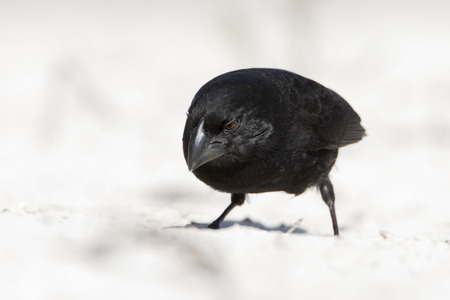 Medium ground finch (Geospiza fortis) male on sandy beach, Tortuga Bay, Santa Cruz, Galapagos Islandsの写真素材