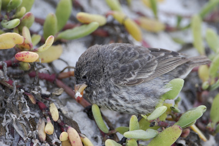 Small ground finch (Geospiza fuliginosa) on sandy beach, Tortuga Bay, Santa Cruz, Galapagos Islandsの写真素材