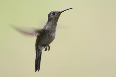 Sombre Hummingbird (Aphantochroa cirrochloris) flying against clean background, Itanhaem, Brazilの写真素材