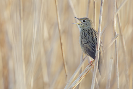 Common grasshopper warbler (Locustella naevia) singing in reed, Netherlandsの写真素材