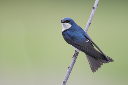 Tree swallow (Tachycineta bicolor) on small branch, Bombay Hook NWR, Delaware, USAの写真素材