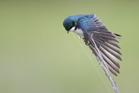 Tree swallow (Tachycineta bicolor) displaying wing, Bombay Hook NWR, Delaware, USAの写真素材