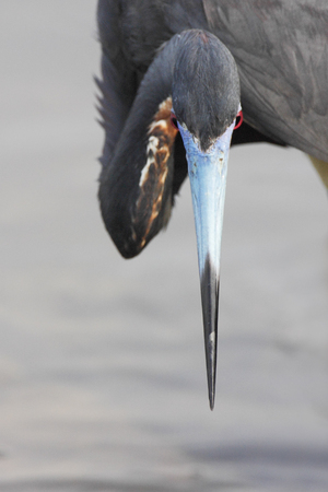Tricolored heron (Egretta tricolor) portrait, Ding Darling NWR, Florida, USAの写真素材