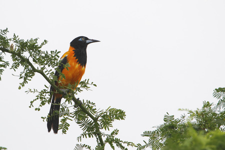 Troupial (Icterus icterus) sitting on branch, Cabo Rojo Salt Flats, Puerto Ricoの写真素材