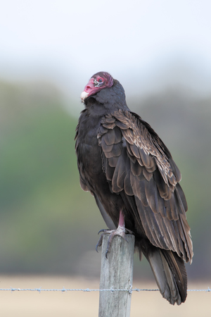 Turkey Vulture (Cathartes aura) on fence post, Florida, USAの写真素材