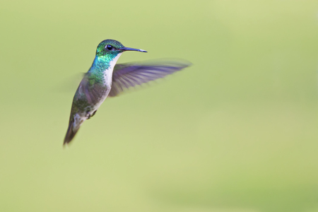Versicolored emerald (Amazilia versicolor) flying against clean background, Itanhaem, Brazilの写真素材