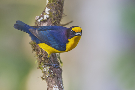 Violaceous Euphonia (Euphonia violacea) male on branch in garden, Itanhaem, Brazilの写真素材