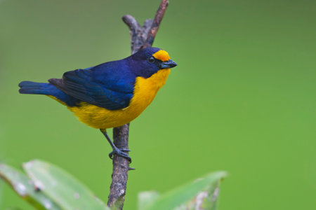 Violaceous Euphonia (Euphonia violacea) male on branch in garden, Itanhaem, Brazilの写真素材
