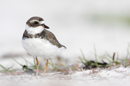 Semipalmated plover (Charadrius semipalmatus) on the beach, Curry Hammock State Park, Florida, USAの写真素材