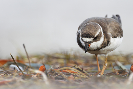 Semipalmated plover (Charadrius semipalmatus) on the beach, Curry Hammock State Park, Florida, USAの写真素材