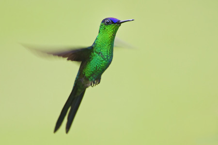 Violet-capped woodnymph (Thalurania glaucopis) flying in mid-air, Itanhaem, Brazilの写真素材