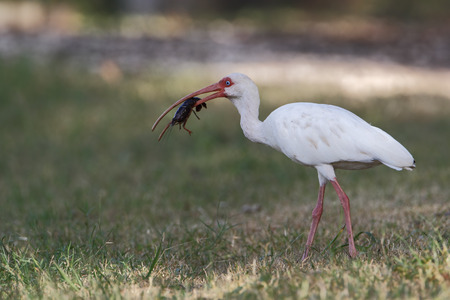 American white ibis (Eudocimus albus) with crawfish, Brazos Bend State Park, Texas, USAの写真素材