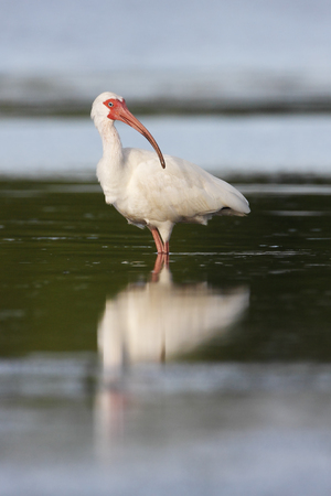 American White Ibis (Eudocimus albus) foraging in water, Curry Hammock State Park, Florida, USAの写真素材