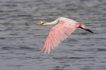 Roseate spoonbill (Platalea ajaja) flying, Ding Darling NWR, Florida, USAの写真素材
