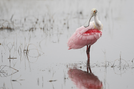 Roseate Spoonbill (Platalea ajaja) standing in water looking over shoulder, Merritt Island NWR, Florida, USAの写真素材