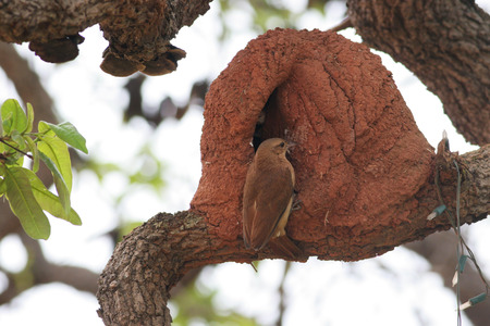 Rufous Hornero (Furnarius rufus) feeding young at nest, Brasilia, Brazilの写真素材