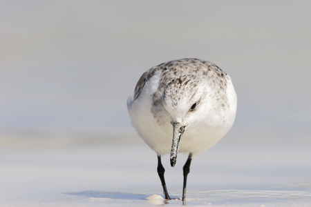 Sanderling (Calidris alba), Tortuga Bay, Santa Cruz, Galapagos Islandsの写真素材