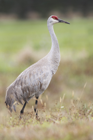 Sandhill Crane (Grus canadensis) standing in grassland, Kissimmee, Florida, USAの写真素材
