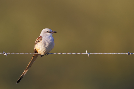 Scissor-tailed flycatcher (Tyrannus forficatus) on barbwire, Brazoria NWR, Texas, USAの写真素材