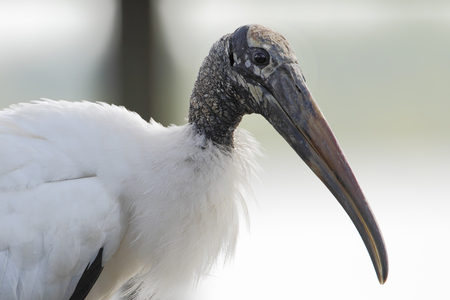 Wood stork (Mycteria americana) walking in grass field, Lake Marian, Florida, USAの写真素材