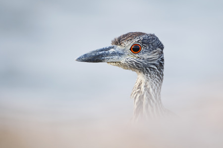 Yellow-crowned Night-heron (Nyctanassa violacea) immature portrait, Bolivar Peninsula, Texas, USAの写真素材