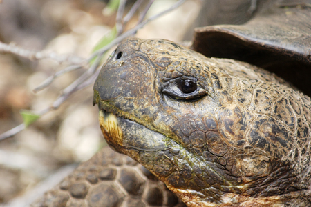 Galapagos giant tortoise (Chelonoidis porteri),  Charles Darwin Research Station, Santa Cruz, Galapagos Islandsの写真素材
