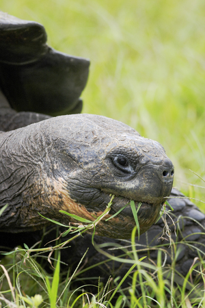 Galapagos giant tortoise (Chelonoidis porteri), Highlands, Santa Cruz, Galapagos Islandsの写真素材