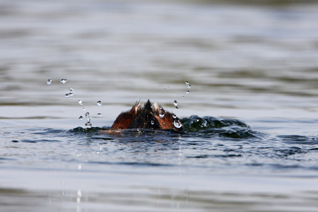 Black-necked grebe (Podiceps nigricollis) diving in water, the Netherlandsの写真素材