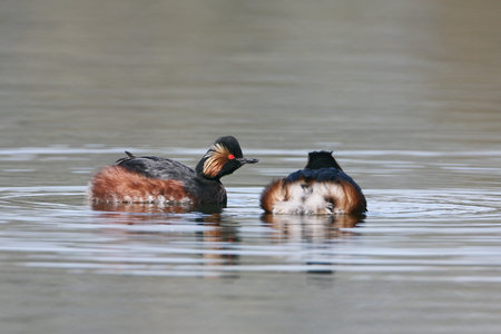 Black-necked grebe (Podiceps nigricollis) swimming in water, the Netherlands