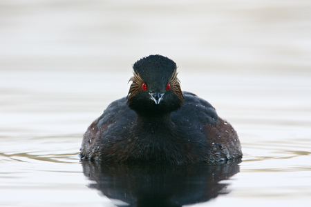 Black-necked grebe (Podiceps nigricollis) swimming in water, the Netherlandsの写真素材