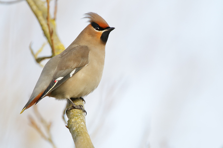 Bohemian waxwing (Bombycilla garrulus) on branch, the Netherlandsの写真素材