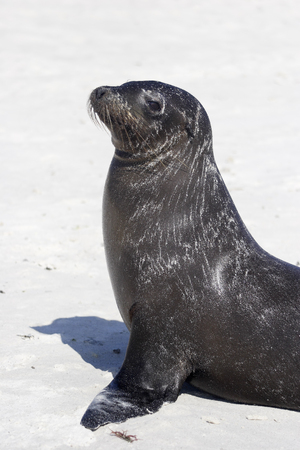 Galapagos Sea Lion sitting on the beach, Gardner Bay, Espanola, Galapagos Islandsの写真素材