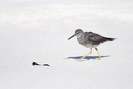 Wandering tattler (Tringa incana) walking on the beach, Gardner Bay, Espanola, Galapagos Islandsの写真素材