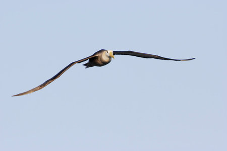 Waved Albatross (Phoebastria irrorata) flying, Punta Suarez, Espanola, Galapagos Islandsの写真素材