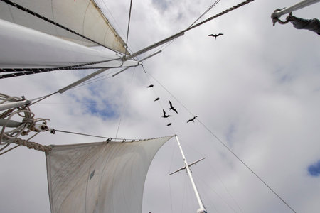 Sailing by boat with frigate birds through Galapagos Islands