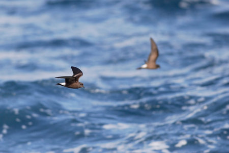 Elliot's storm petrel (Oceanites gracilis galapagoensis) flying, Galapagos Islandsの写真素材