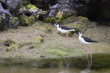 Black-necked stilt (Himantopus mexicanus), Punta Moreno, Isabela island, Galapagos Islandsの写真素材