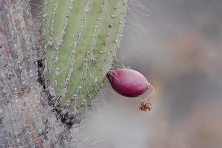 Candelabra cactus (Jasminocereus thouarsii) fruit, Punta Moreno, Isabela island, Galapagos Islandsの写真素材