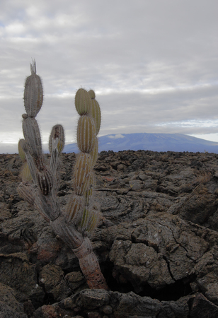 Lava rock landscape, Punta Moreno, Isabela island, Galapagos Islands, Ecuadorの写真素材