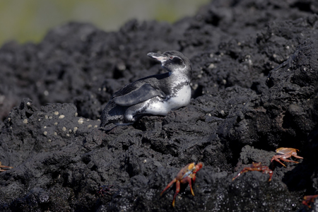 Galapagos penguin (Spheniscus mendiculus) on lava rock, Elizabeth Bay, Isabela, Galapagos Islands, Ecuadorの写真素材