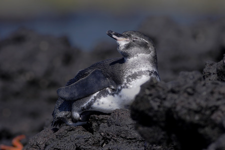 Galapagos penguin (Spheniscus mendiculus) on lava rock, Elizabeth Bay, Isabela, Galapagos Islands, Ecuadorの写真素材
