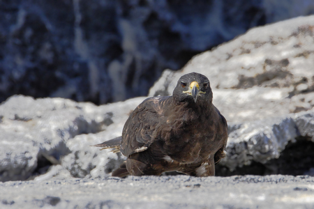 Galapagos Hawk  (Buteo galapagoensis) on Fernandina Island, Galapagos Islands, Ecuadorの写真素材