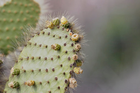 Giant Prickly Pear (Opuntia echios) cactus, Puerto Egas, Santiago island, Galapagos Islands, Ecuador