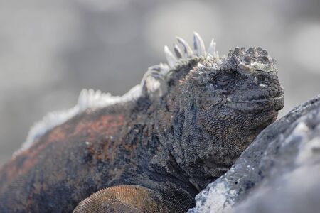Galapagos Marine iguana (Amblyrhynchus cristatus), Puerto Egas, Santiago, Galapagos Islands, Ecuadorの写真素材