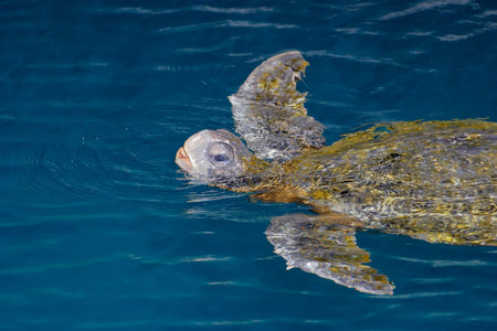 GalÃ¡pagos green turtle (Chelonia mydas agassizii), Puerto Egas, Santiago, Galapagos Islands,...
